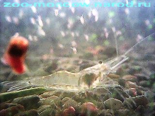  пресноводная аквариумная креветка в окружении дафний (на перднем плане на стекле моллюск красная катушка) -- фото автора 
