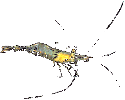  пресноводная аквариумная индийская стеклянная креветка Macrobrachium sp. 